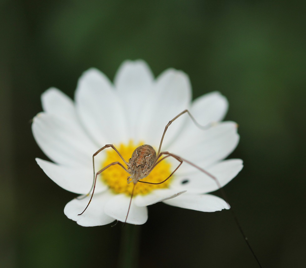 Dasylobus cfr. argentatus - Phalangiidae